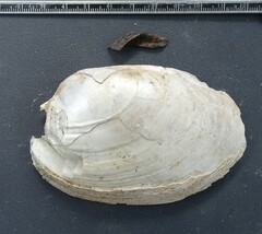 Ortmanniana ligamentina