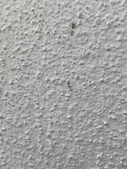 Monomorium floricola