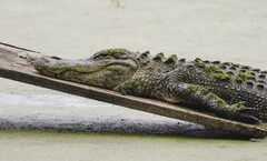 Alligator mississippiensis