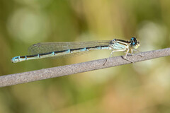 Coenagrion caerulescens