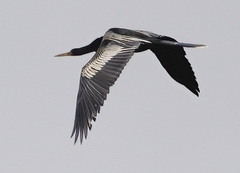Anhinga anhinga