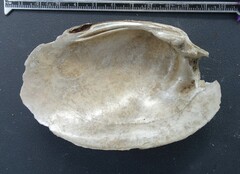 Ortmanniana ligamentina