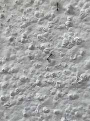 Monomorium floricola