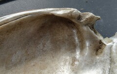 Ortmanniana ligamentina