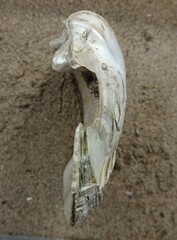 Ortmanniana ligamentina