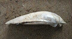 Ortmanniana ligamentina