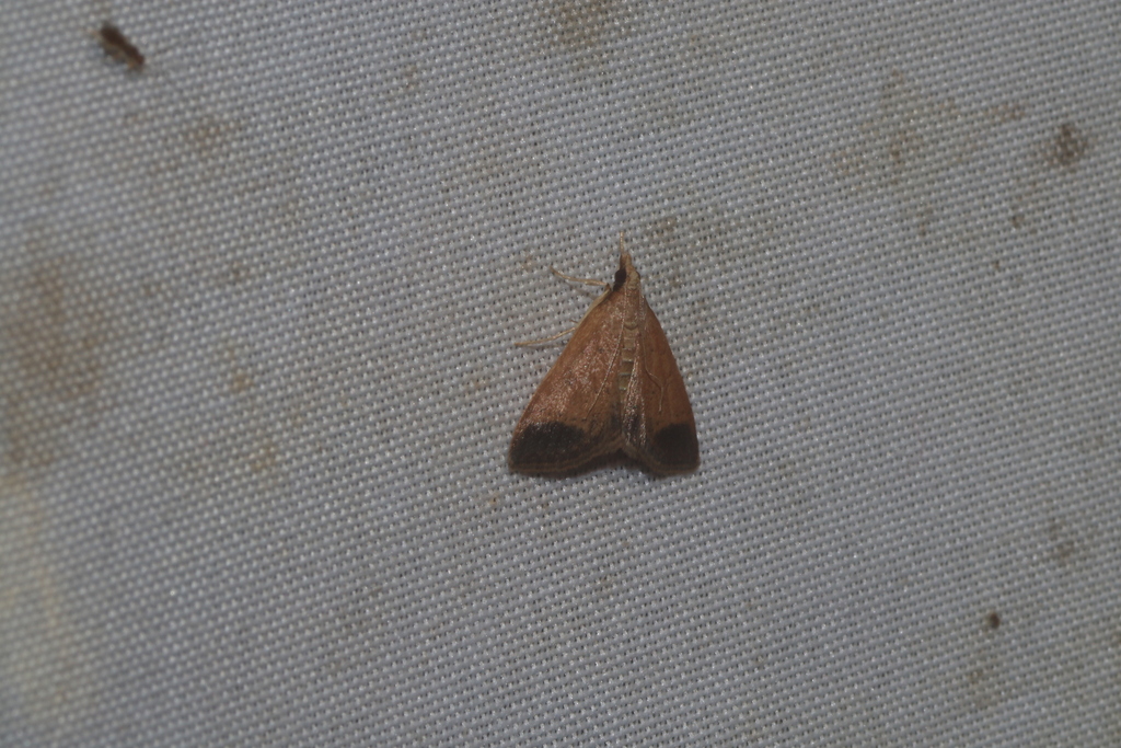 Pyrausta antisocialis