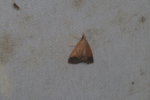 Pyrausta antisocialis