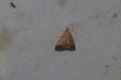 Pyrausta antisocialis