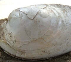 Ortmanniana ligamentina