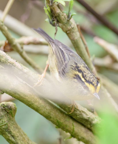 Yellow-throated Fulvetta (Schoeniparus cinereus), photo 9