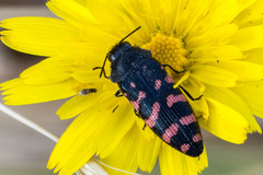 Acmaeodera pulchra
