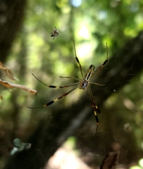 Trichonephila clavipes image
