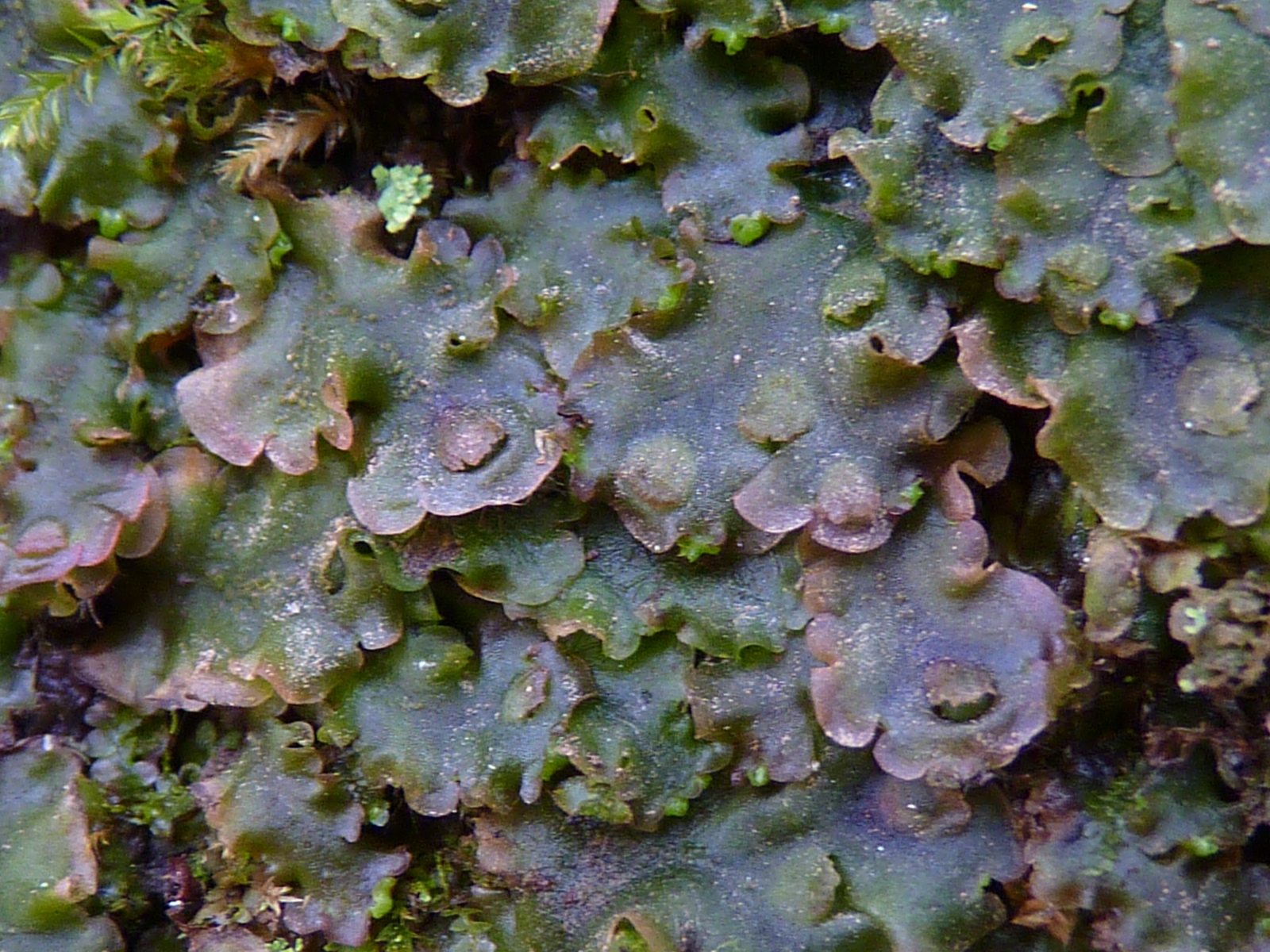 Pelliaceae