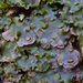 Pellia epiphylla - Photo (c) Rob Curtis,  זכויות יוצרים חלקיות (CC BY-NC-SA), הועלה על ידי Rob Curtis