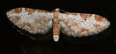 Eupithecia nevadata