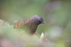 Trochalopteron subunicolor