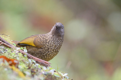 Trochalopteron subunicolor