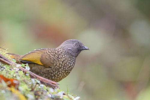 Scaly Laughingthrush (Trochalopteron subunicolor), photo 6