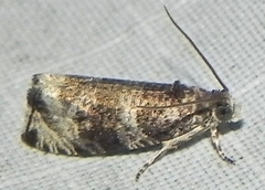 Olethreutes appendiceum