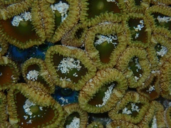 Palythoa grandiflora