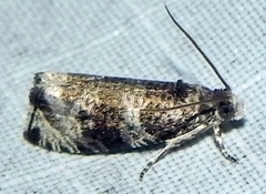 Olethreutes appendiceum