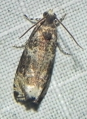 Olethreutes appendiceum