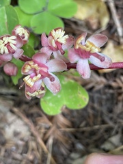 Pyrola aphylla