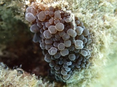 Bunodeopsis globulifera
