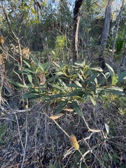 Banksia paludosa
