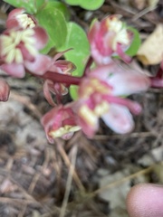 Pyrola aphylla