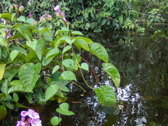 Ipomoea philomega