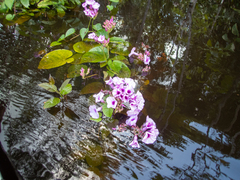 Ipomoea philomega