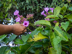 Ipomoea philomega