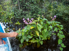 Ipomoea philomega
