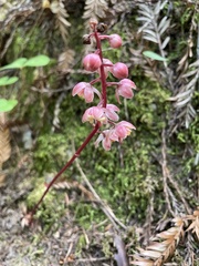 Pyrola aphylla
