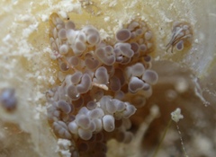 Bunodeopsis globulifera