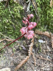 Pyrola aphylla