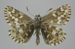 Pyrgus centaureae