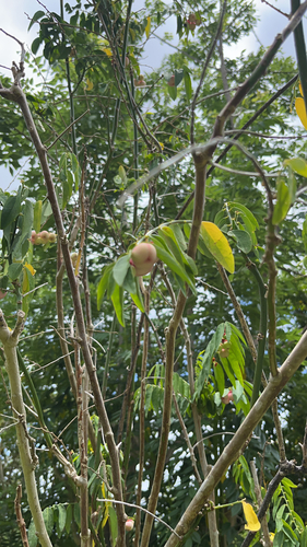 Muntingia calabura, 2022-06-18