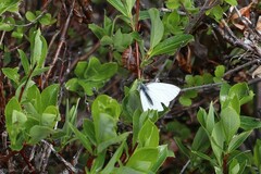 Pieris angelika