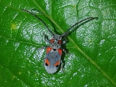 Tetraopes discoideus