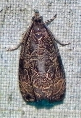 Olethreutes furfuranum