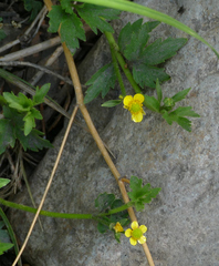 Ranunculus macounii