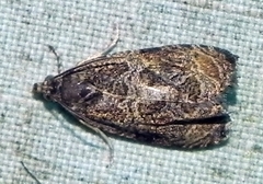 Olethreutes furfuranum
