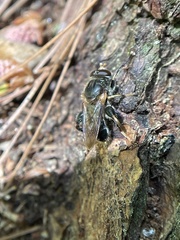 Teuchocnemis lituratus