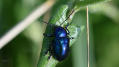 Chrysochus chinensis