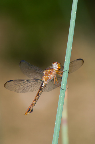 Carmine Skimmer
