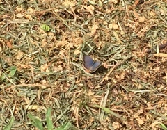 Zizeeria knysna