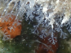 Nemalecium lighti